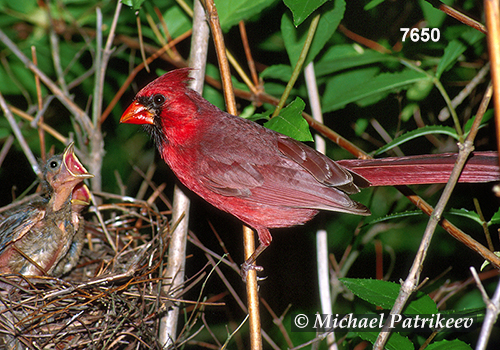 Northern Cardinal (Cardinalis cardinalis)